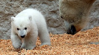 Eisbär Mika im Zoologischen Stadtgarten bei ersten Gehversuchen