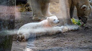 Vier Monate nach der Geburt: Eisbär-Baby Mika wird der Öffentlichkeit präsentiert
