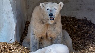 Vier Monate nach der Geburt: Eisbär-Baby Mika wird der Öffentlichkeit präsentiert
